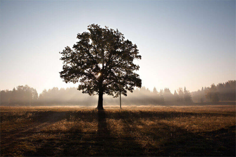 paysage